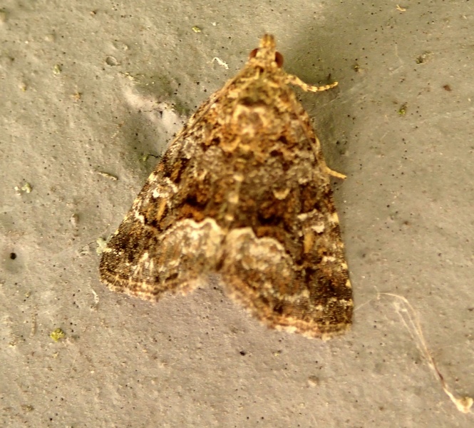 Noctuidae